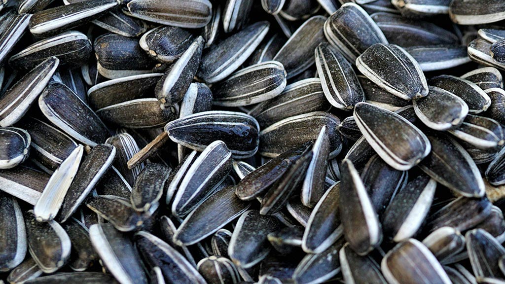 Selenium-Rich Foods