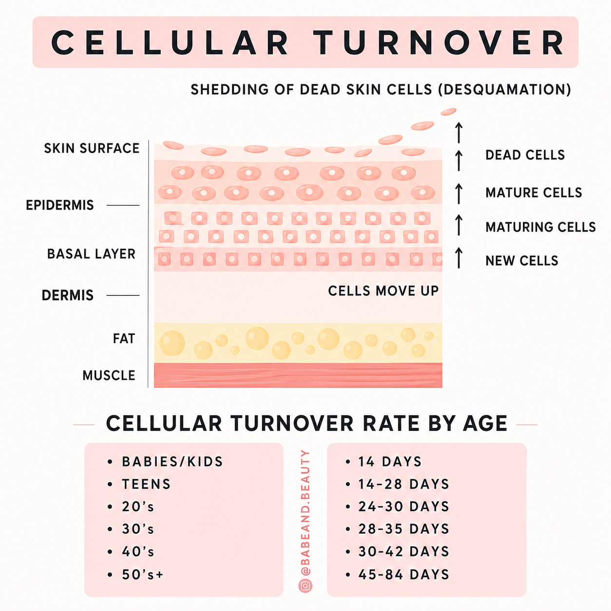 cellular turnover